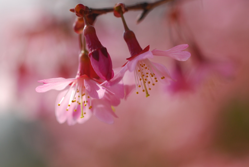 早春桜（マメザクラ）